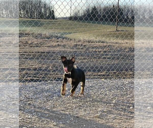 Medium Photo #2 American Pit Bull Terrier-German Shepherd Dog Mix Puppy For Sale in Evansville, IN, USA