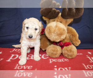 Aussiedoodle-Poodle (Standard) Mix Puppy for sale in CO BLUFFS, IA, USA