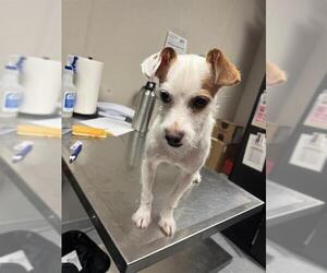 Rat Terrier-Unknown Mix Dogs for adoption in Sugar Land, TX, USA