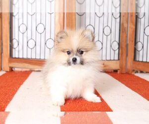 Medium Pomeranian