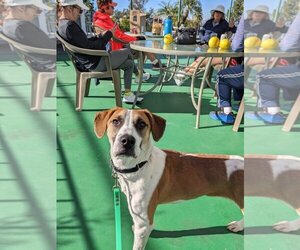 Beagle-Unknown Mix Dogs for adoption in Carlsbad, CA, USA