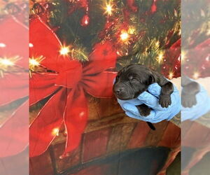 Labrador Retriever Dogs for adoption in San Bernardino, CA, USA