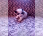 Small Photo #27 Pomeranian Puppy For Sale in CORYDON, IN, USA