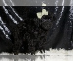 Small #2 Poodle (Toy)