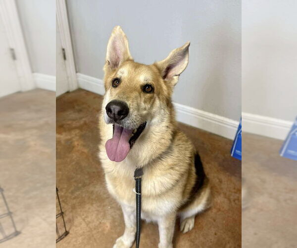 Medium Photo #5 German Shepherd Dog-Unknown Mix Puppy For Sale in Bolivar, MO, USA