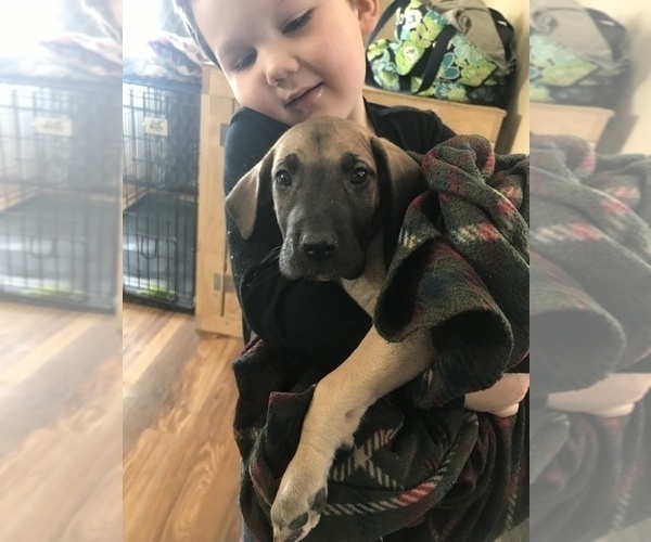 Medium Photo #10 Great Dane Puppy For Sale in DONOVAN, IL, USA
