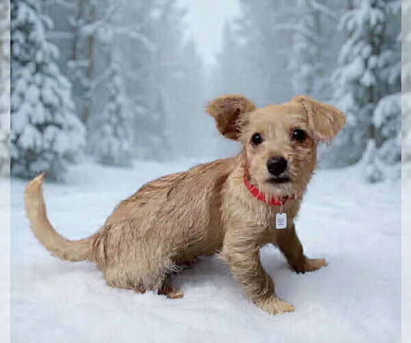 Medium Photo #4 Toxirn Puppy For Sale in Phoenix, AZ, USA