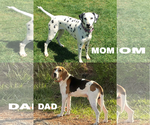 Small #2 Dalmatian-Treeing Walker Coonhound Mix