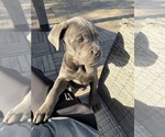 Small #3 Cane Corso