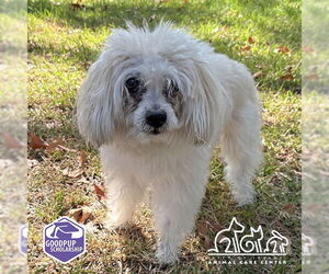 Maltipoo Dogs for adoption in Irvine, CA, USA