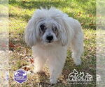 Small Maltipoo