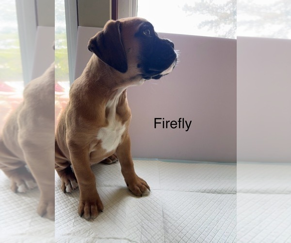 Medium Photo #44 Boxer Puppy For Sale in EUREKA, IL, USA