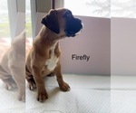 Small Photo #44 Boxer Puppy For Sale in EUREKA, IL, USA