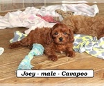 Small #4 Cavapoo