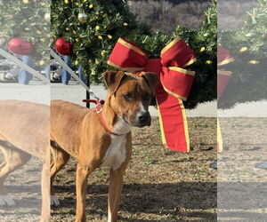 Mountain Cur-Unknown Mix Dogs for adoption in Hinton, WV, USA