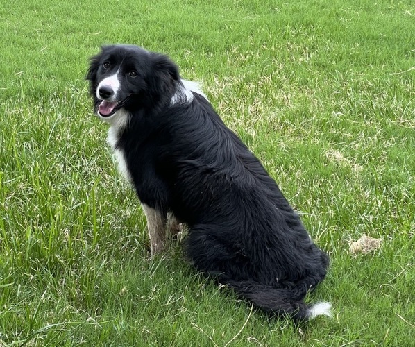 Medium Photo #1 Border Collie-Border Terrier Mix Puppy For Sale in LINCOLN, TX, USA