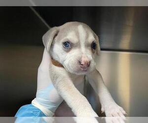 Mutt Dogs for adoption in Pasadena, CA, USA