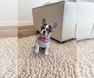 French Bulldog Puppy for Sale in SPARTA, Missouri USA