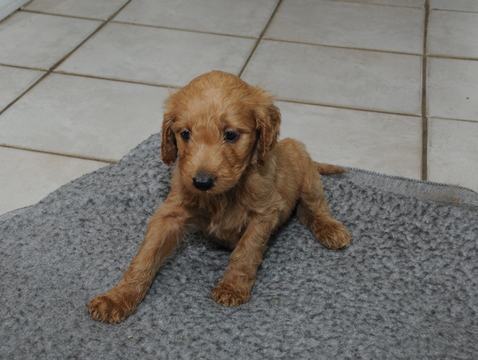 Medium Photo #1 Goldendoodle Puppy For Sale in BRONX, NY, USA