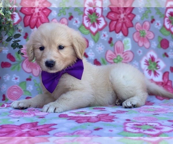 Medium Photo #3 Golden Retriever-Maremma Sheepdog Mix Puppy For Sale in LANCASTER, PA, USA
