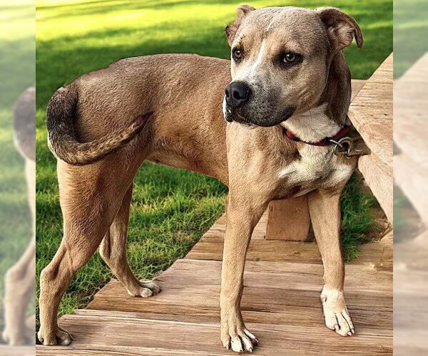 Medium Photo #4 American Pit Bull Terrier-American Staffordshire Terrier Mix Puppy For Sale in Fallbrook, CA, USA