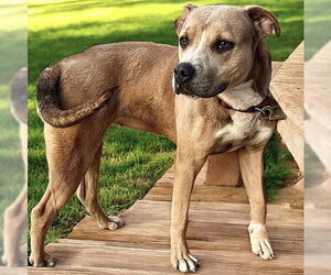 Sandee - Female American Pit Bull Terrier-American Staffordshire Terrier Mix Dog for Adoption - Photo #4