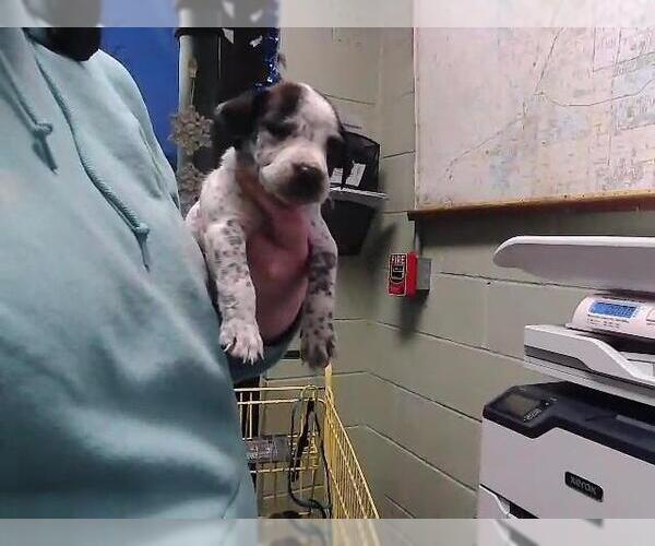 Medium Photo #1 Texas Heeler-Unknown Mix Puppy For Sale in Tulsa, OK, USA