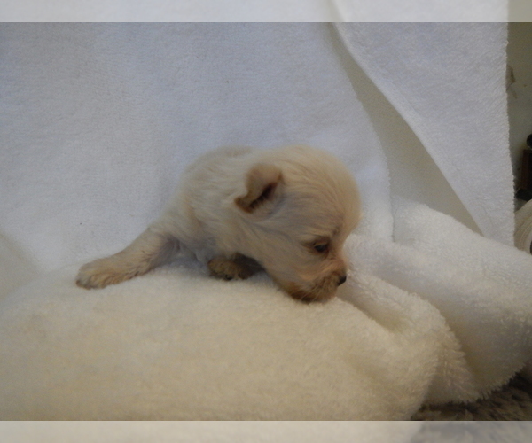 Medium Photo #2 Maltipoo Puppy For Sale in CENTRAL POINT, OR, USA
