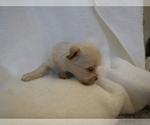 Small Photo #2 Maltipoo Puppy For Sale in CENTRAL POINT, OR, USA
