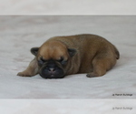 Small Photo #11 French Bulldog Puppy For Sale in WINNSBORO, TX, USA