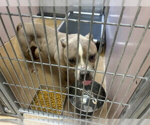 Mutt Dogs for adoption in Martinez, CA, USA