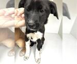 Small #1 Labrador Retriever Mix