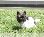 Small Photo #5 Yorkshire Terrier Puppy For Sale in HOLLYWOOD, FL, USA