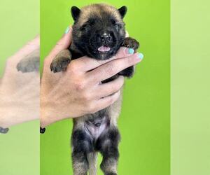 Medium Belgian Malinois