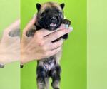 Puppy Comet Belgian Malinois