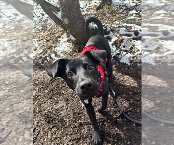 Medium Photo #1 Mutt Puppy For Sale in Salt Lake City, UT, USA