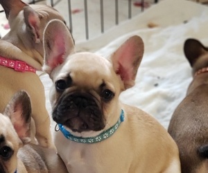 French Bulldog Puppy for sale in CAPE CORAL, FL, USA