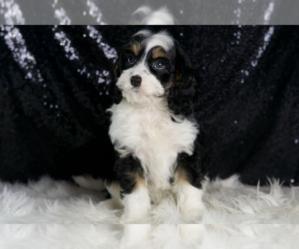 Medium Photo #7 Cavapoo Puppy For Sale in WARSAW, IN, USA