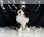 Small #6 Cavapoo
