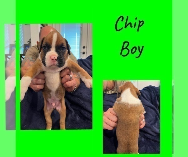 Medium Photo #1 Boxer Puppy For Sale in KEMPNER, TX, USA
