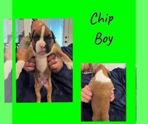 Boxer Puppy for Sale in KEMPNER, Texas USA