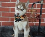 Small #4 Siberian Husky