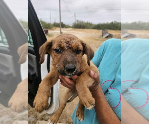 Medium Photo #3 Labrador Retriever-Unknown Mix Puppy For Sale in Brewster, NY, USA