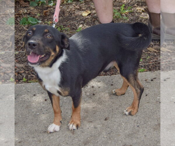 Medium Photo #3 Australian Kelpie-Unknown Mix Puppy For Sale in Huntley, IL, USA