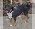 Small Photo #3 Australian Kelpie-Unknown Mix Puppy For Sale in Huntley, IL, USA