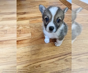 Pembroke Welsh Corgi Puppy for sale in VANCOUVER, WA, USA