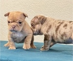 Small #4 English Bulldog