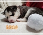 Small Photo #4 Siberian Husky Puppy For Sale in LEHIGHTON, PA, USA