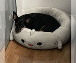 Small #1 Miniature Pinscher Mix