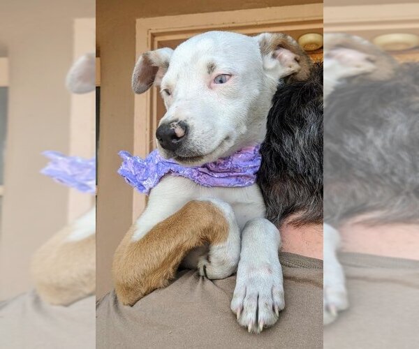 Medium Photo #2 Australian Shepherd-Catahoula Leopard Dog Mix Puppy For Sale in Pena Blanca, NM, USA